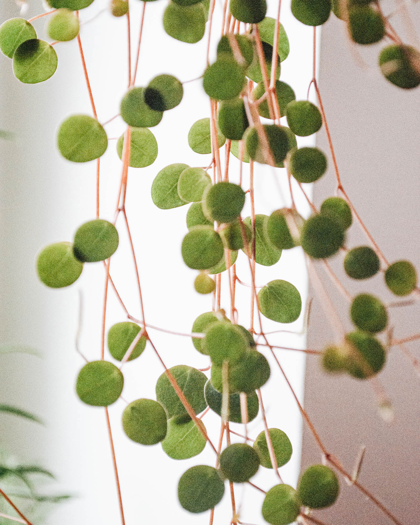 Peperomia 'Pepperspot'
