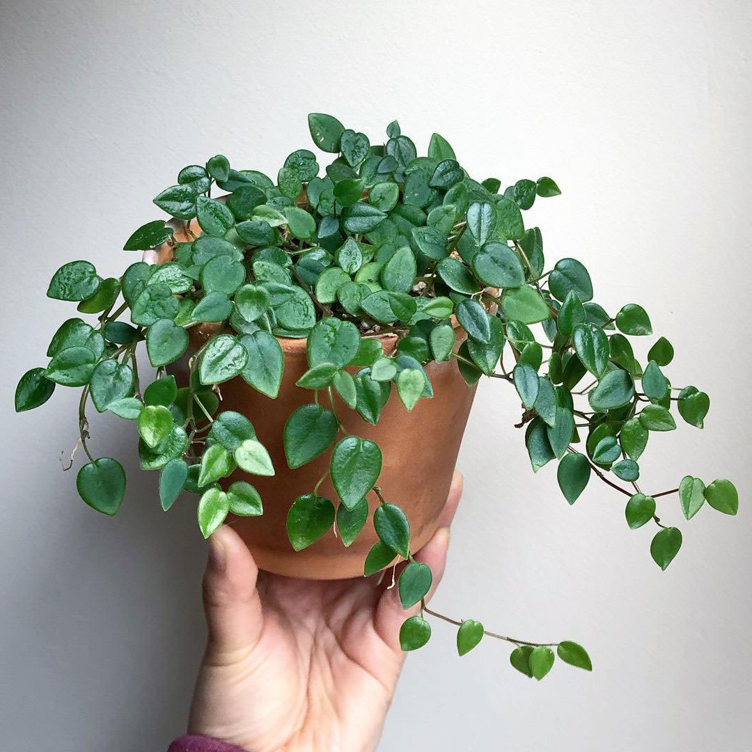 Peperomia perciliata