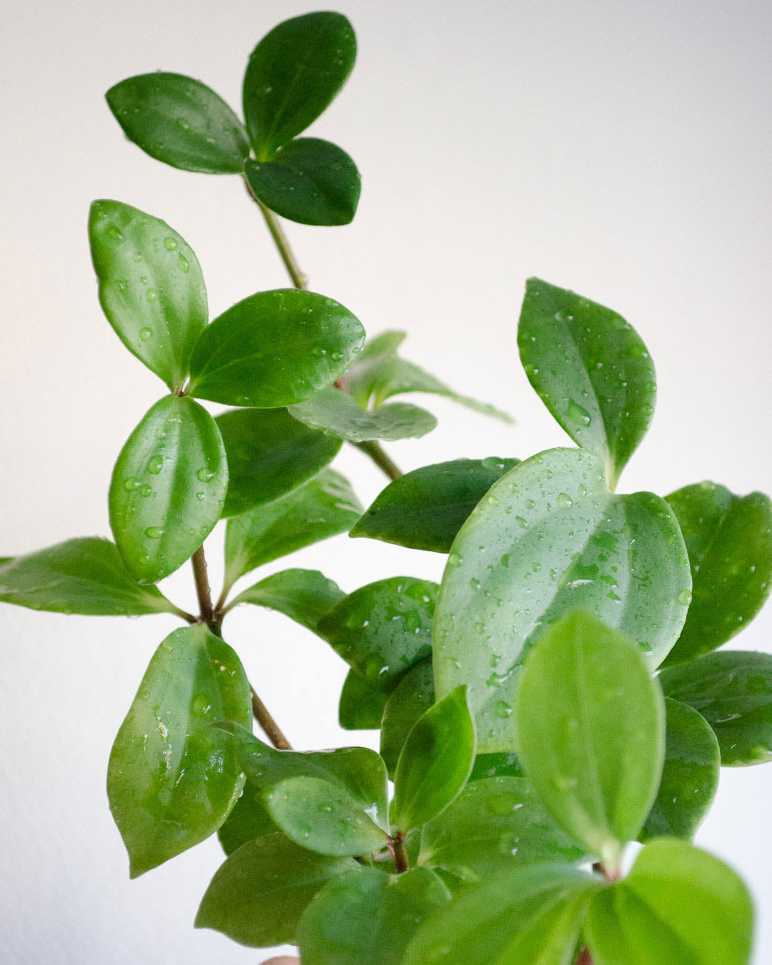Peperomia pereskiifolia