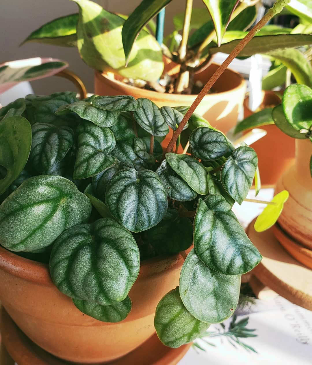 Peperomia peruviana