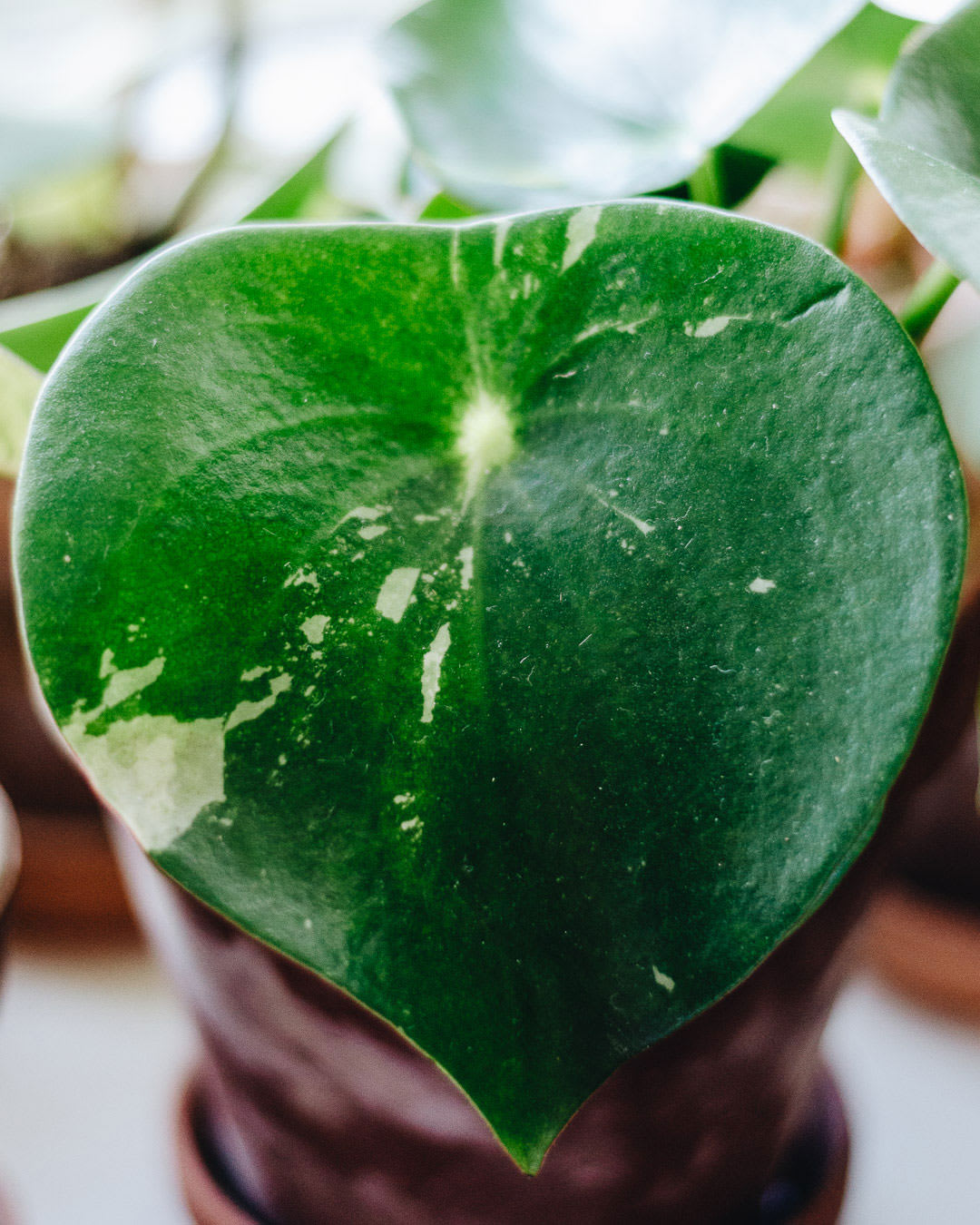 Peperomia polybotrya 'Variegata'