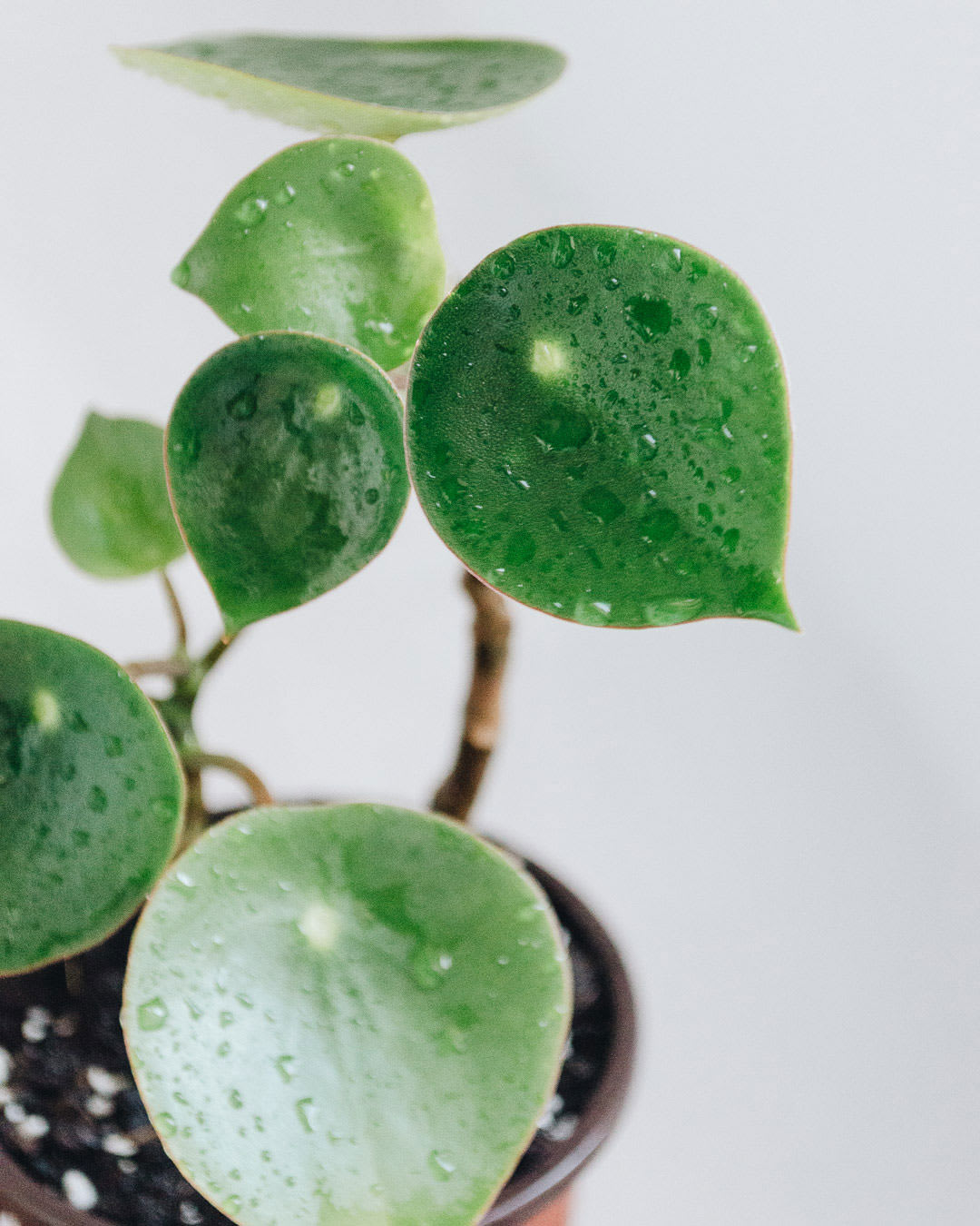 Peperomia polybotrya