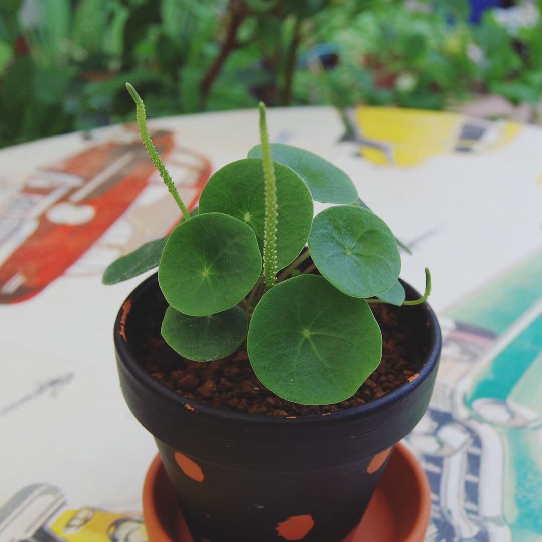 Peperomia polycephala