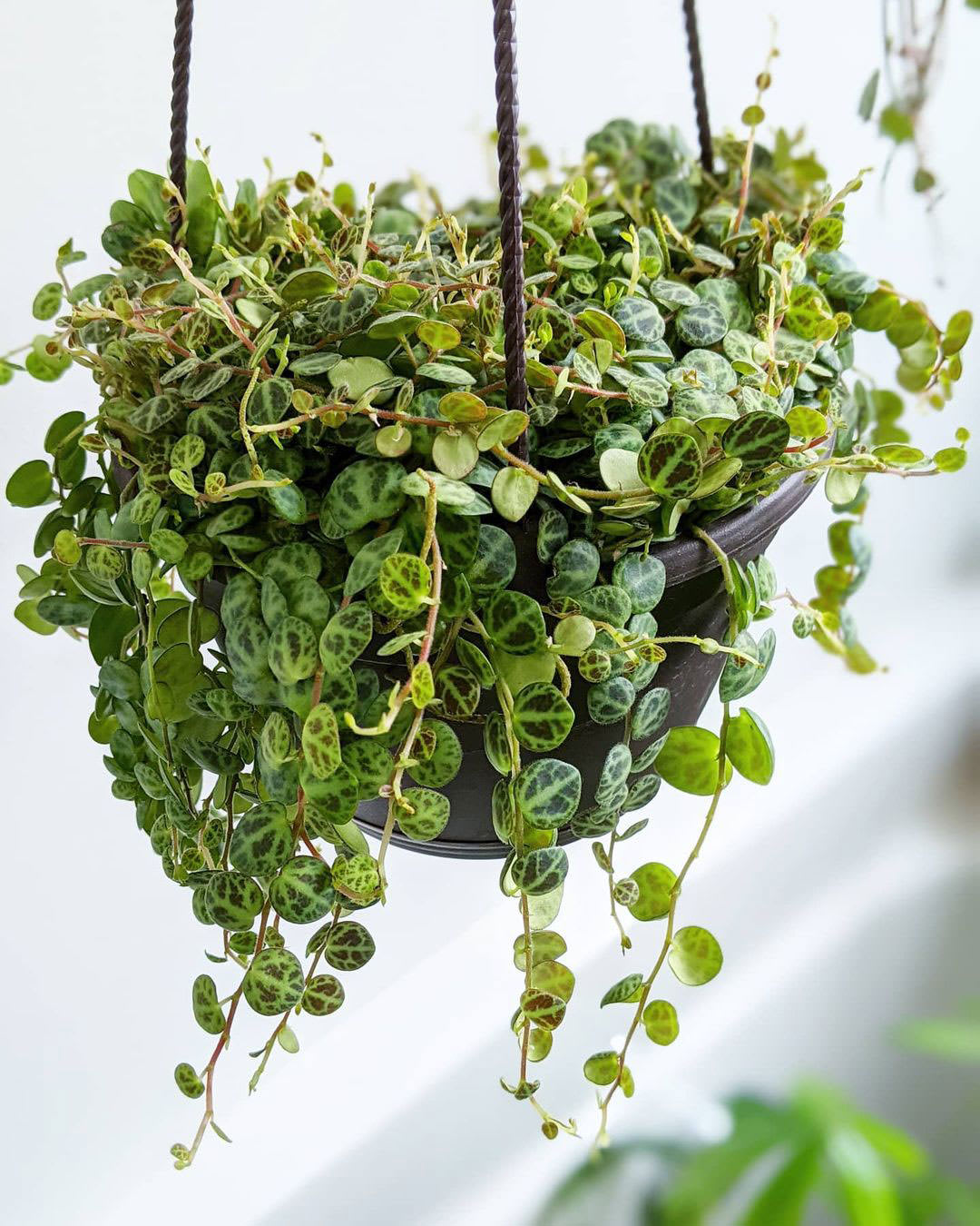 Peperomia prostrata