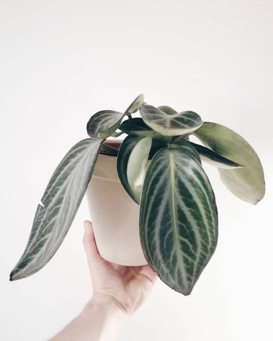 Peperomia pseudovariegata var. sarcophylla