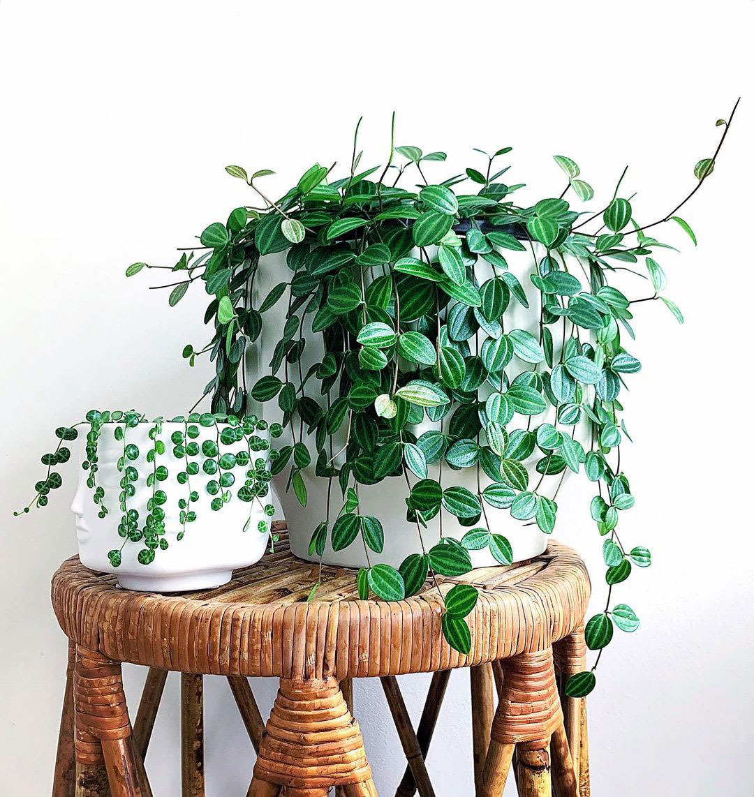 Peperomia quadrangularis