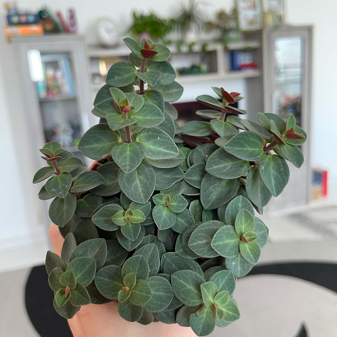 Peperomia × Red Log
