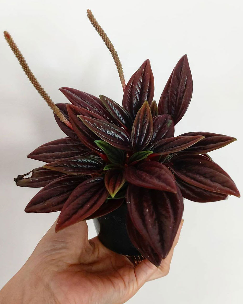 Peperomia × Red Rosso