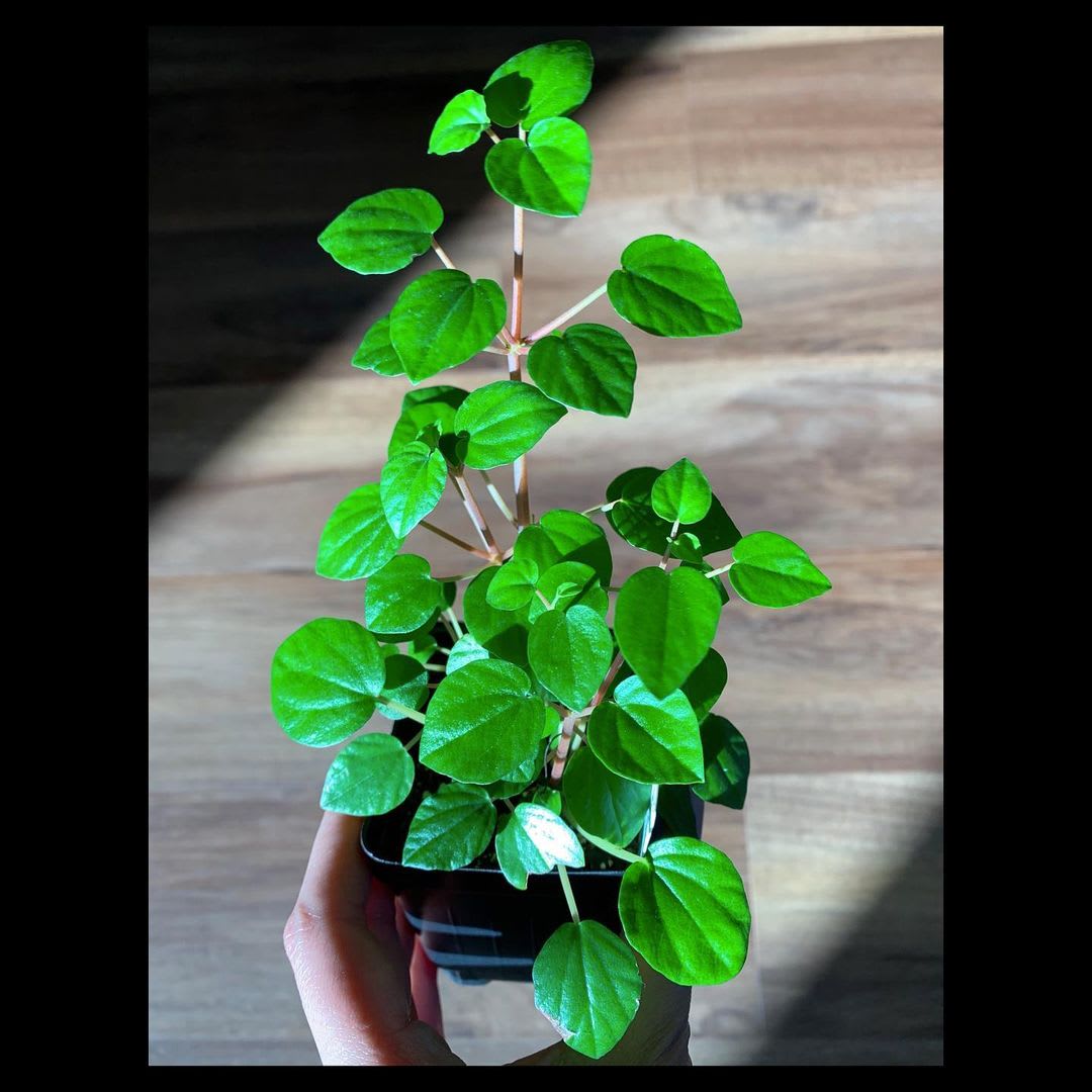 Peperomia resediflora