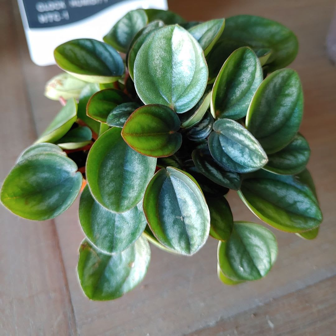 Peperomia 'Royal Princess'