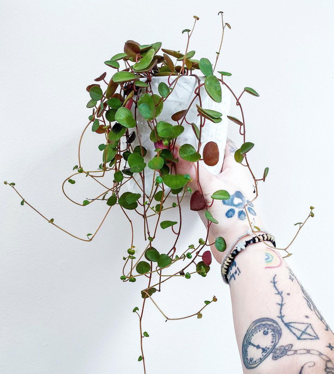 Peperomia 'Ruby Cascade'