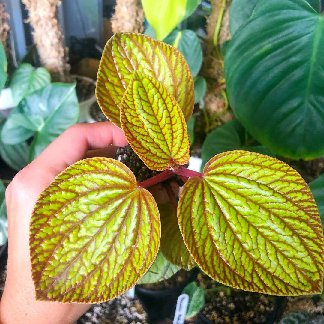 Peperomia rugosa 'Aussie Gold'