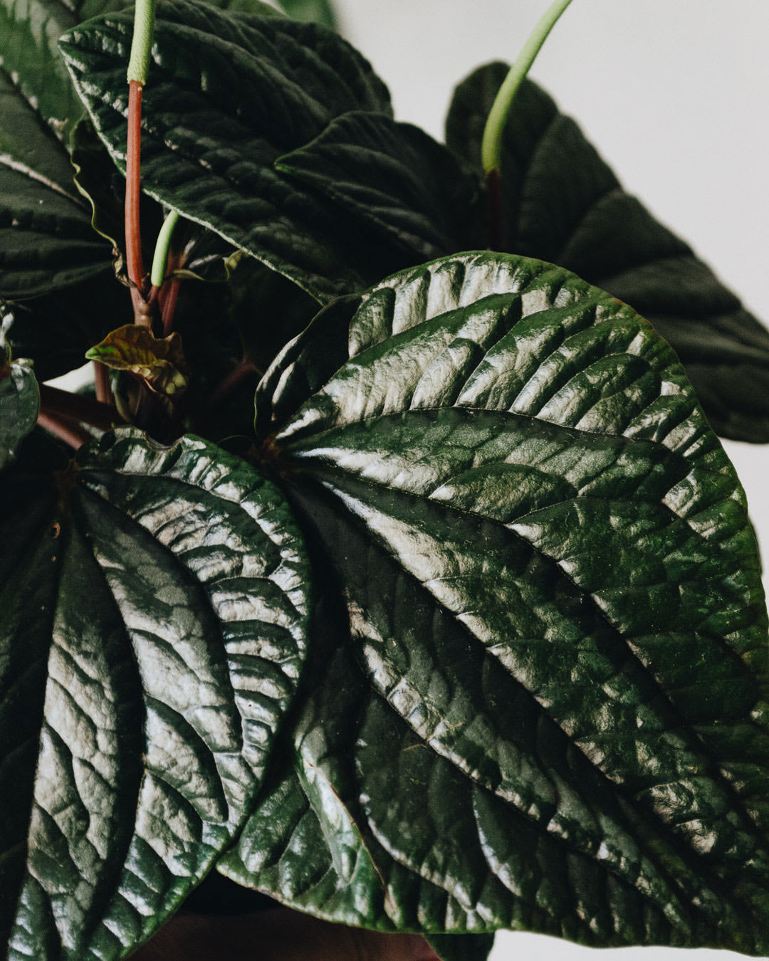 Peperomia rugosa 'Equador'