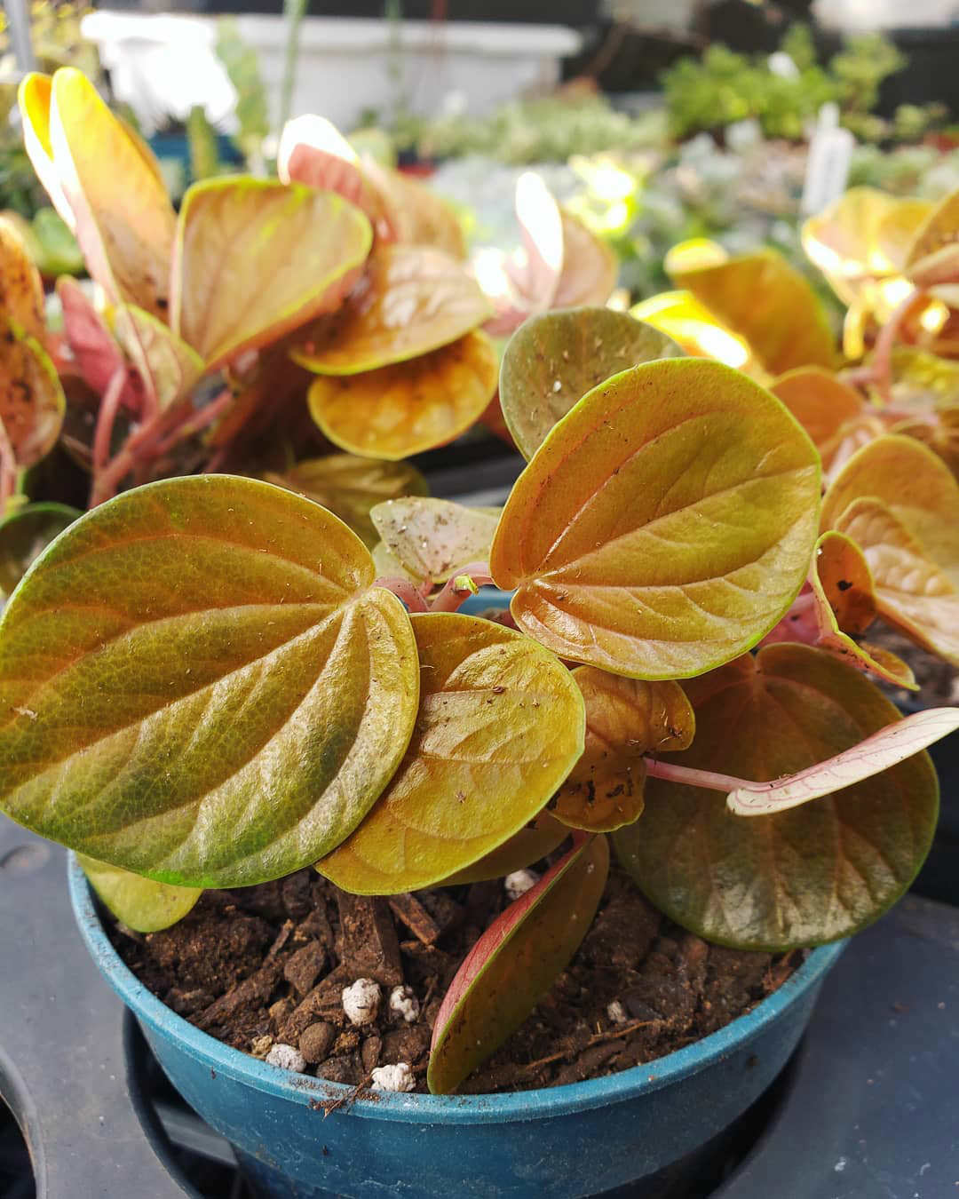 Peperomia rugosa 'Harmony’s Great Pumpkin'