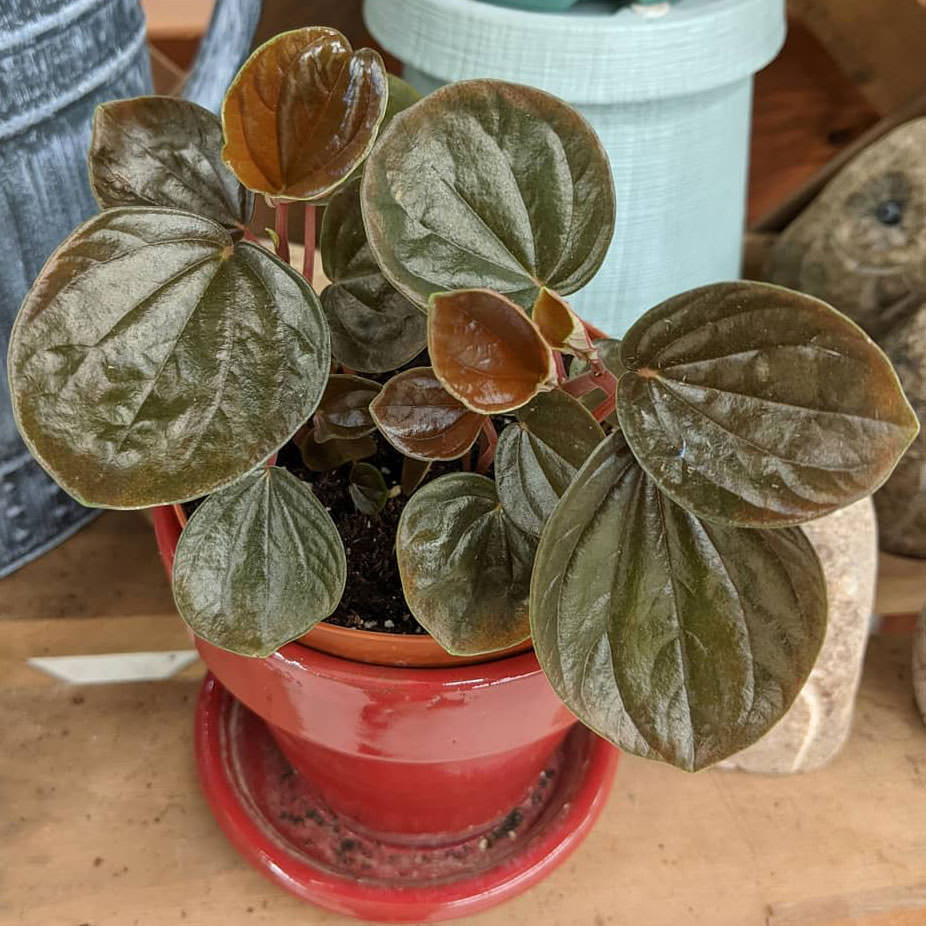 Peperomia rugosa