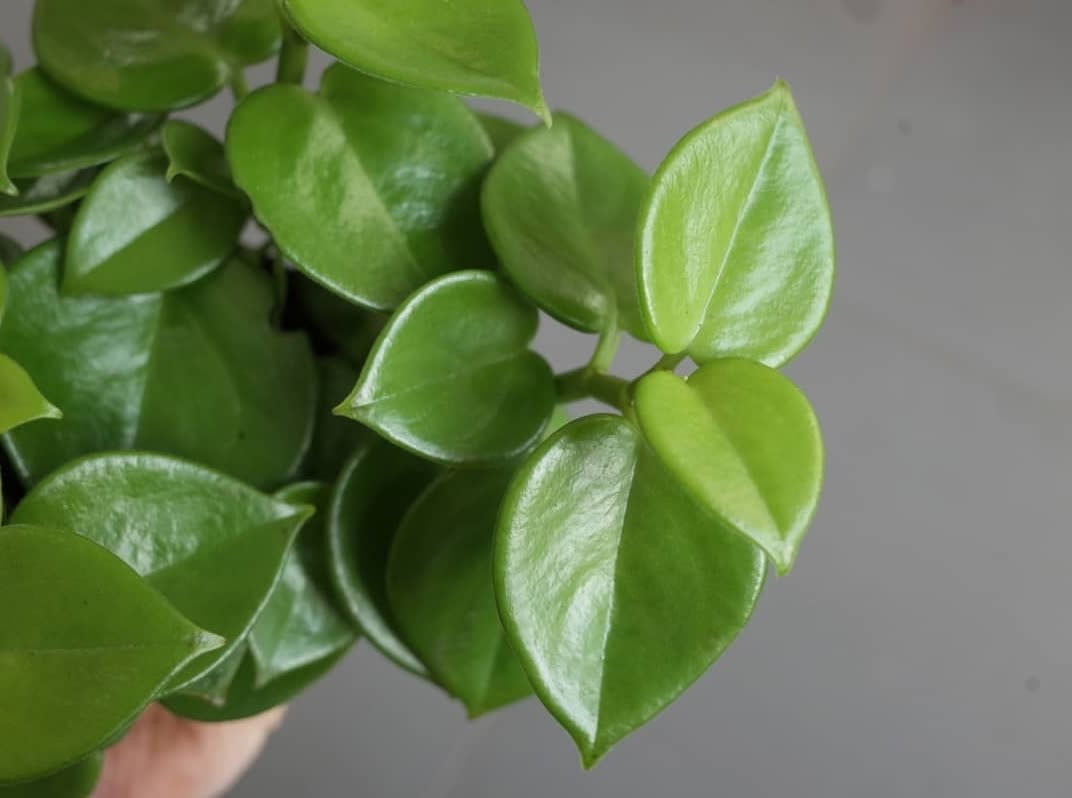 Peperomia Saksun