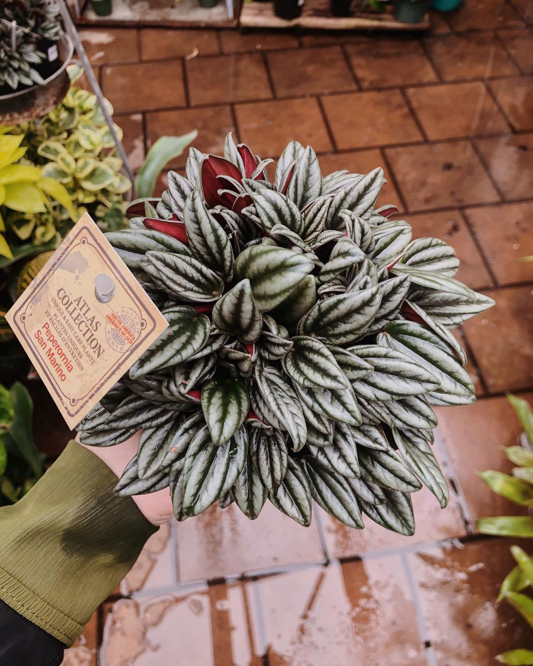 Peperomia × San Marino