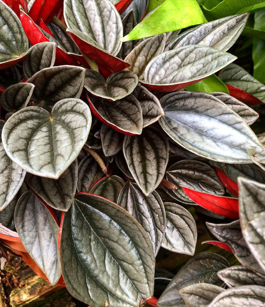 Peperomia 'Santorini'