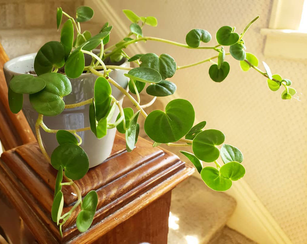 Peperomia serpens