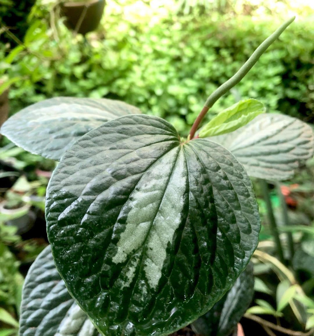 Peperomia 'Silver Bandit'