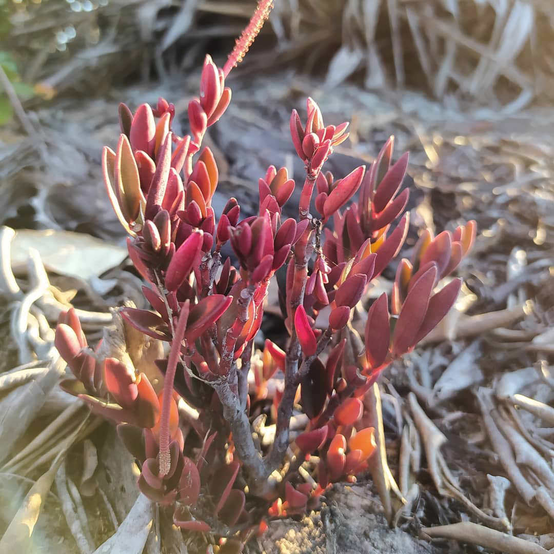 Peperomia sincorana