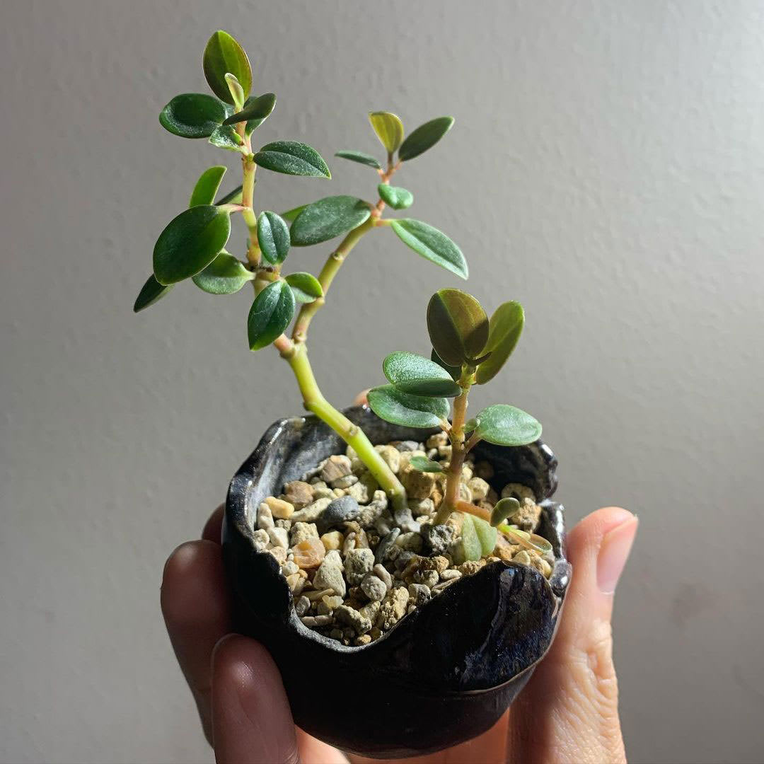 Peperomia sp. Morro de Capao