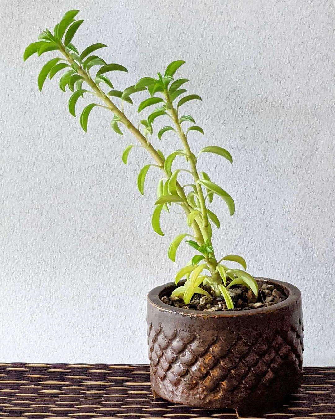 Peperomia strawii