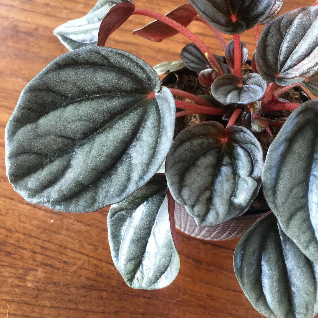 Peperomia × Sunrise