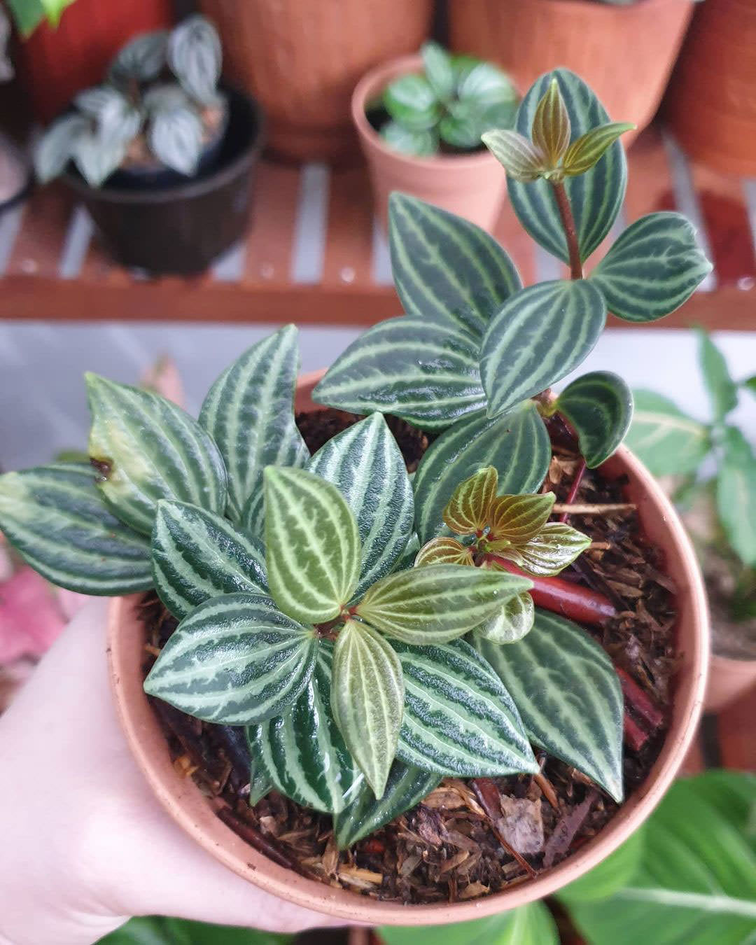 Peperomia tetragona