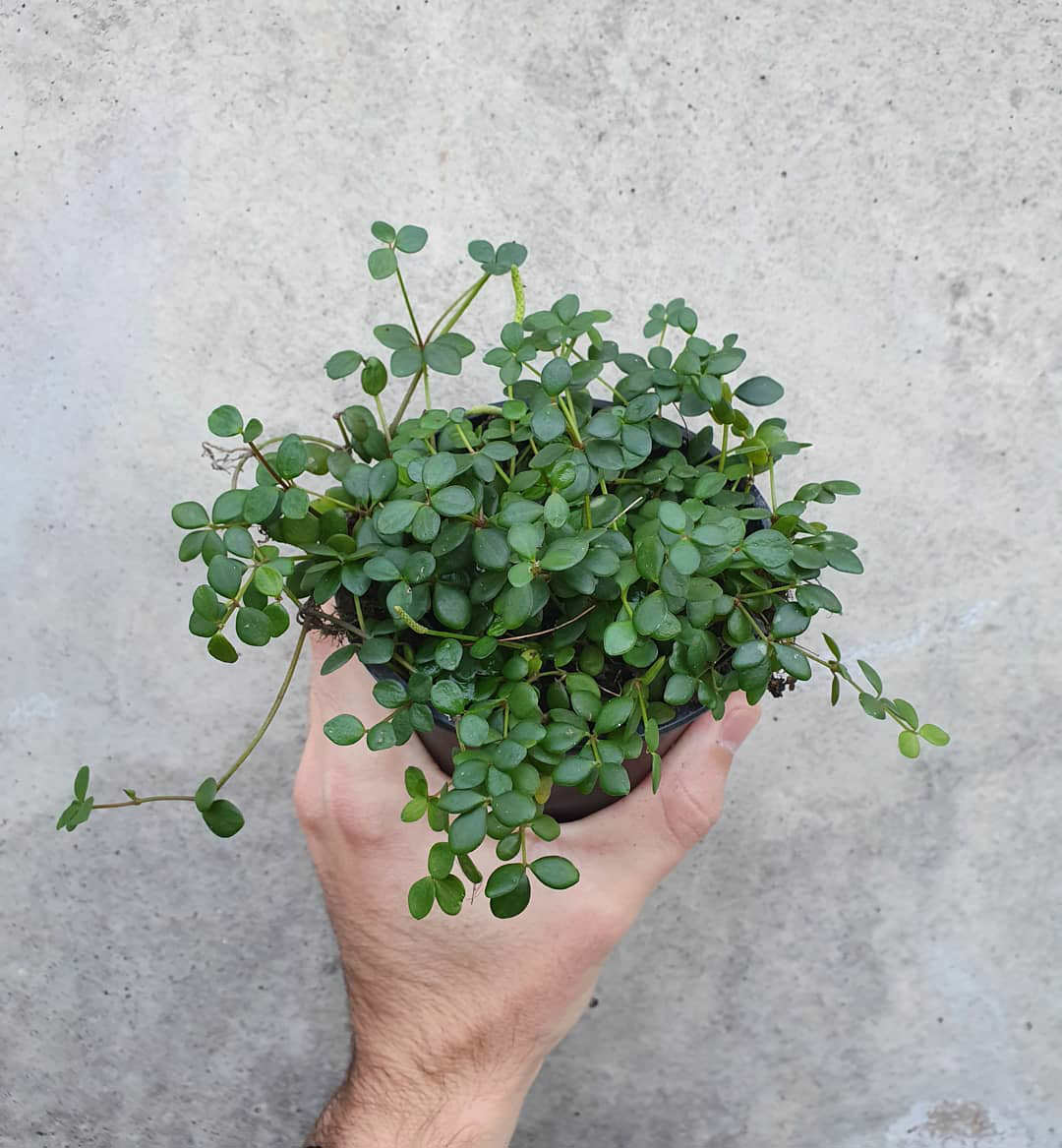 Peperomia tetraphylla