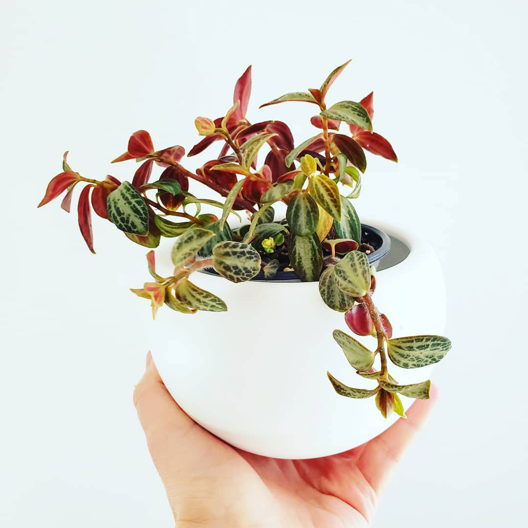 Peperomia trinervis