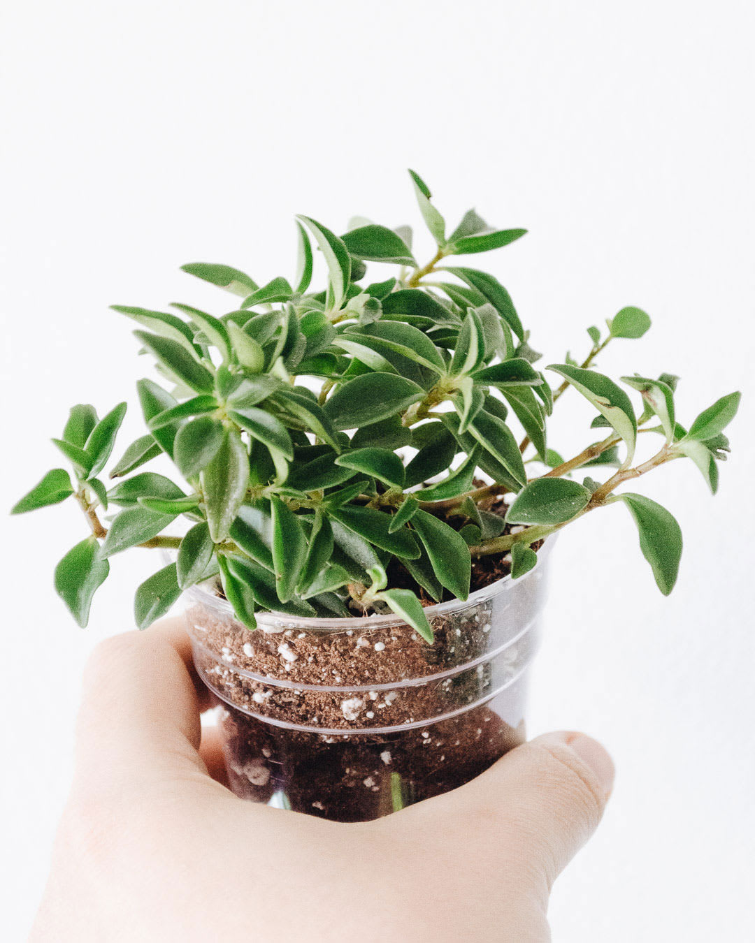 Peperomia trinervula