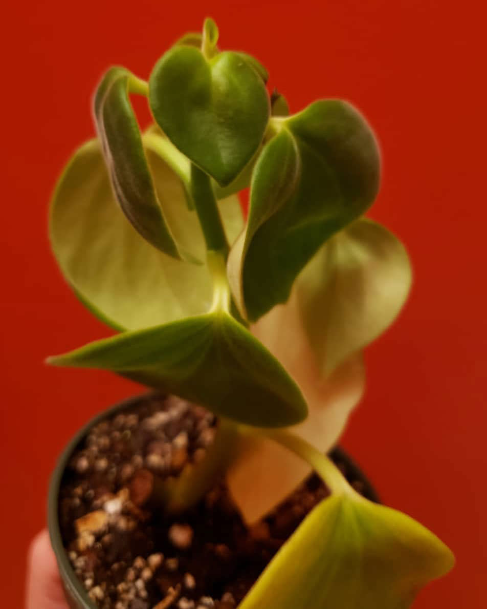 Peperomia urocarpa