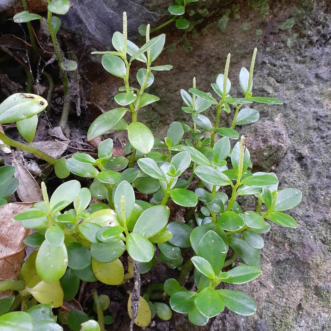 Peperomia urvilleana
