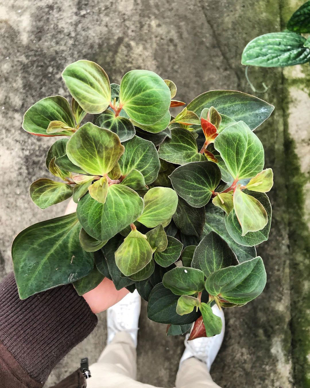 Peperomia velutina