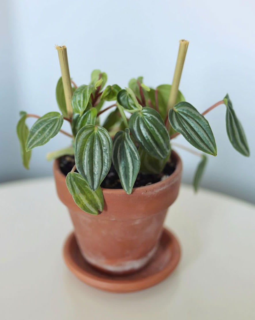 Peperomia verschaffeltii