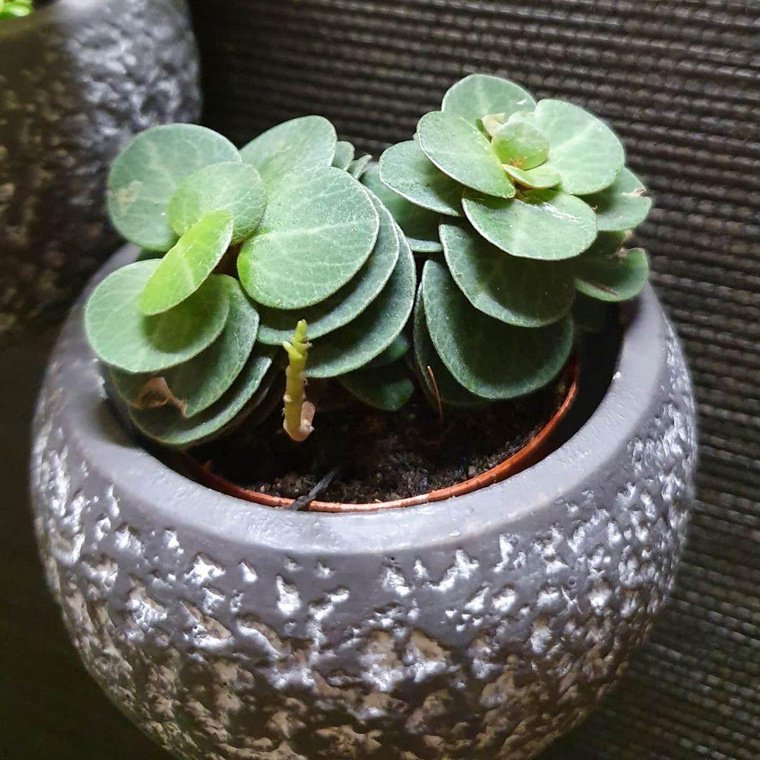 Peperomia verticillata 'Belly Button'