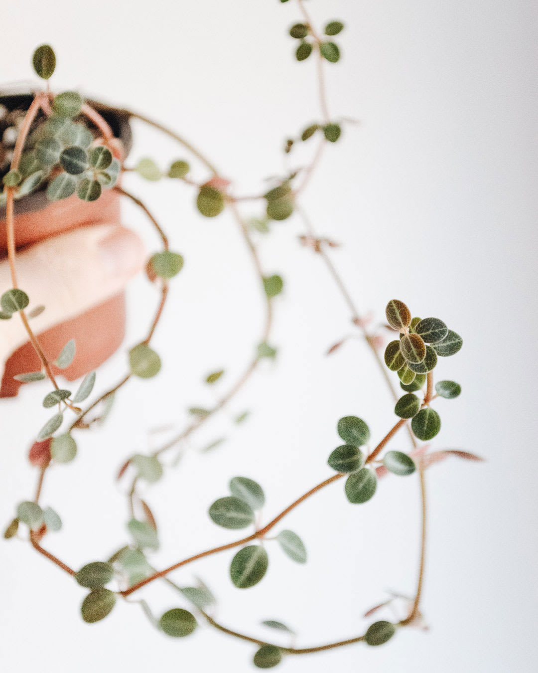 Peperomia verticillata