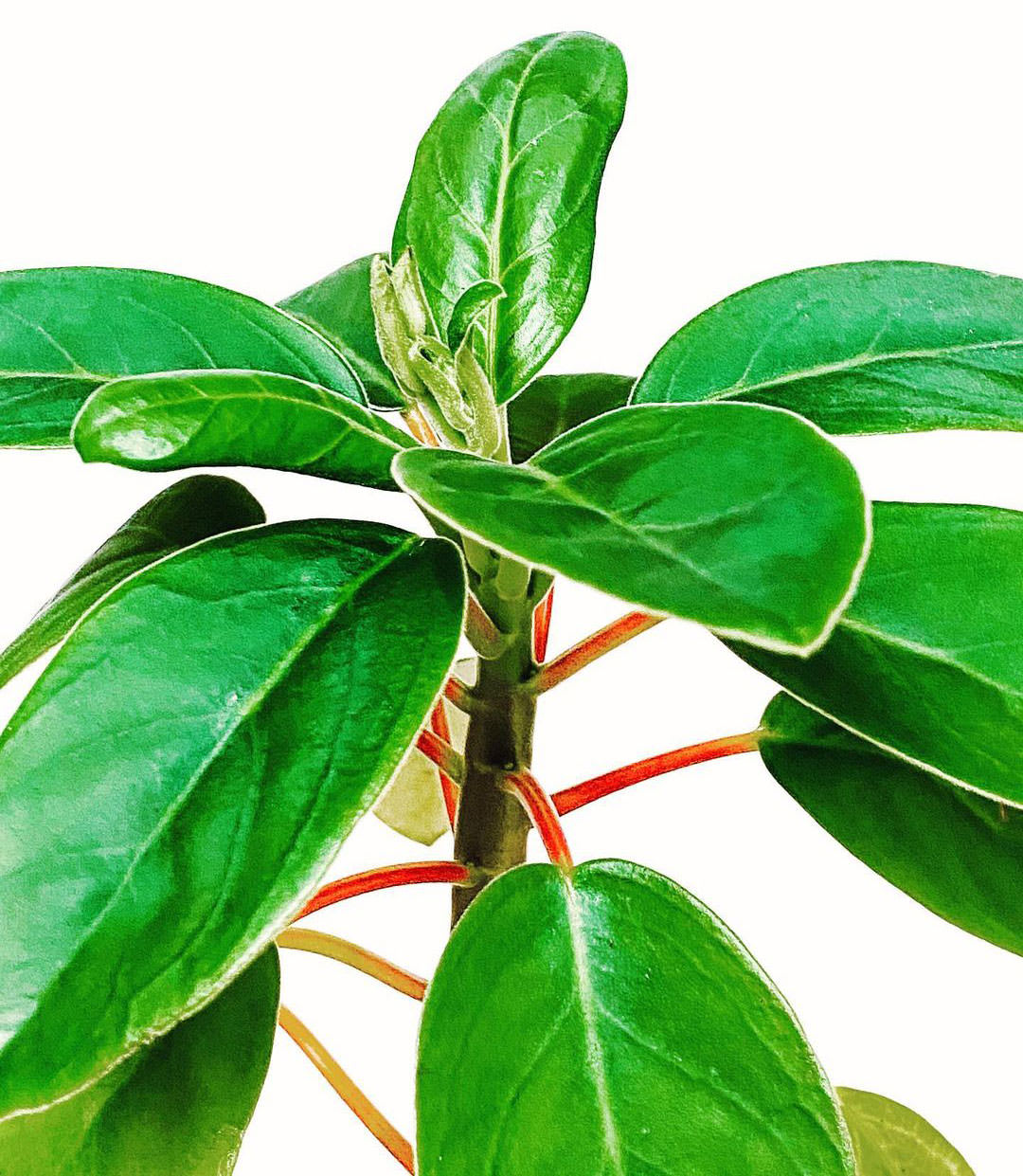 Peperomia vestita var. lindenii