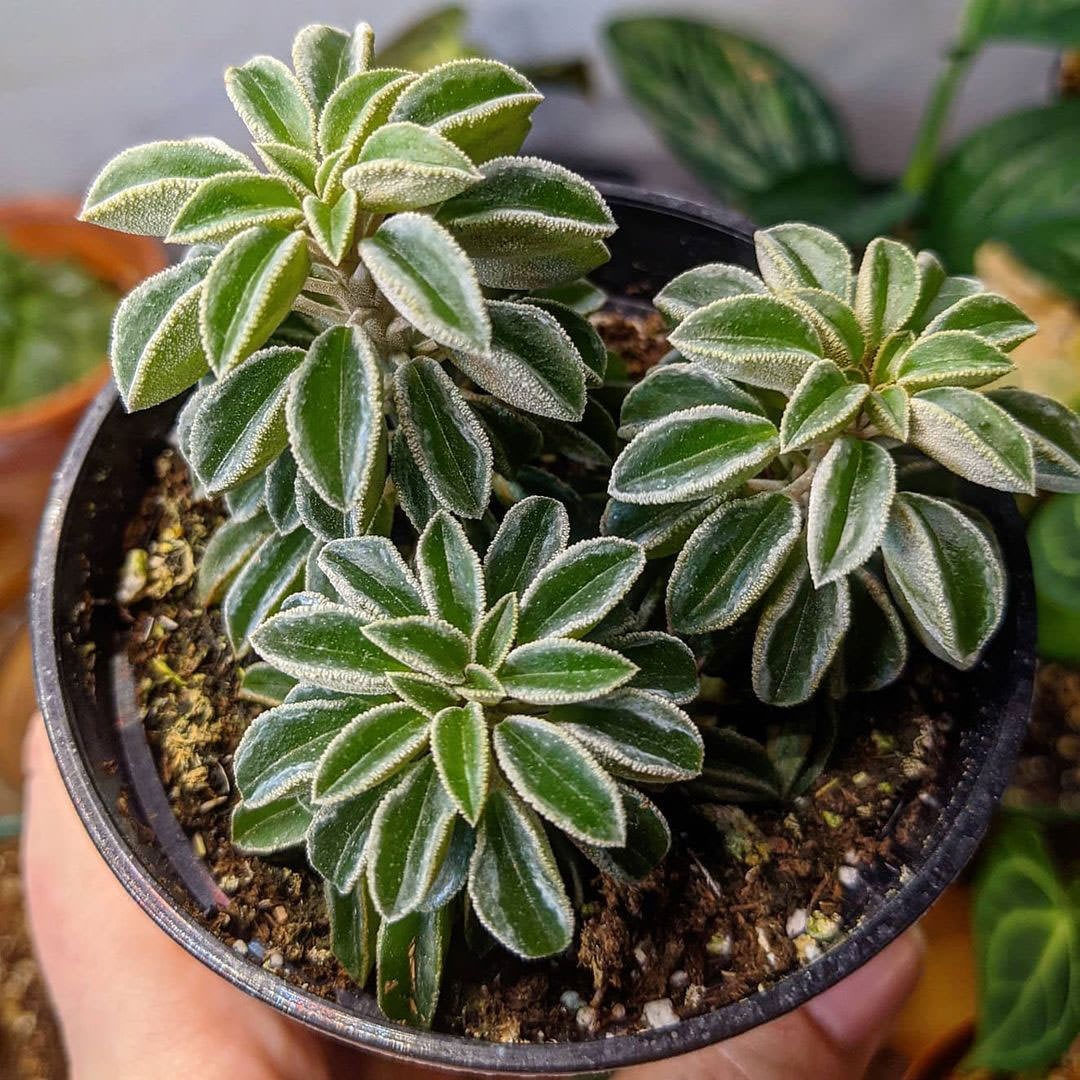 Peperomia wolfgang-krahnii