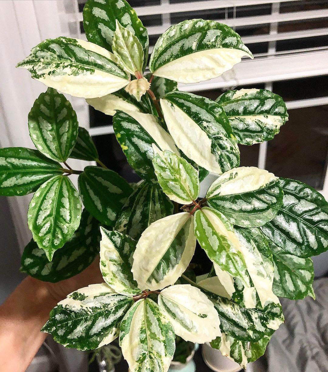 Pilea cadierei 'Variegata'
