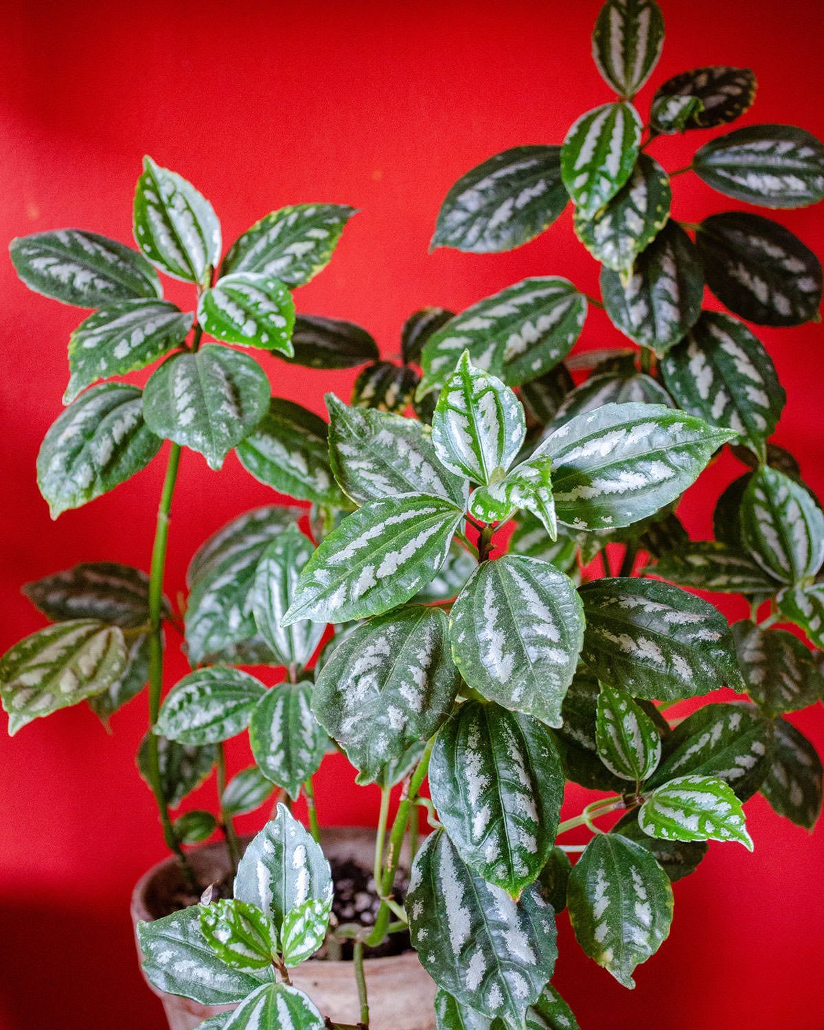 Pilea cadierei