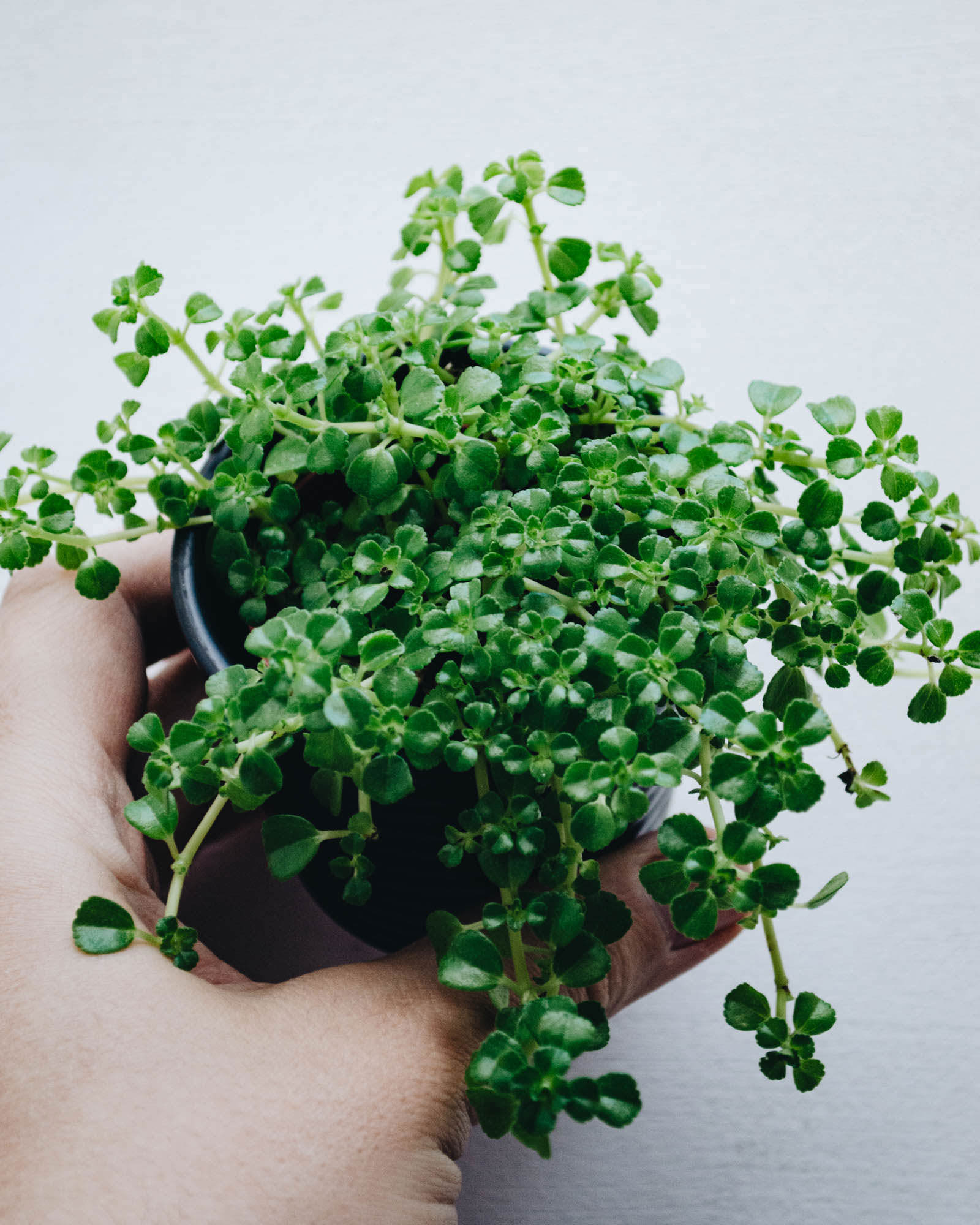 Pilea depressa