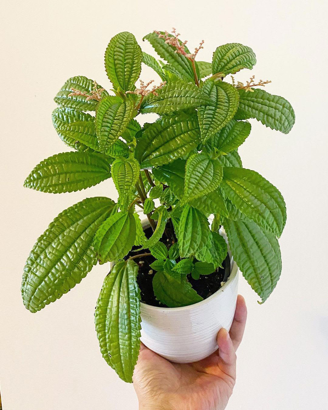 Pilea grandifolia