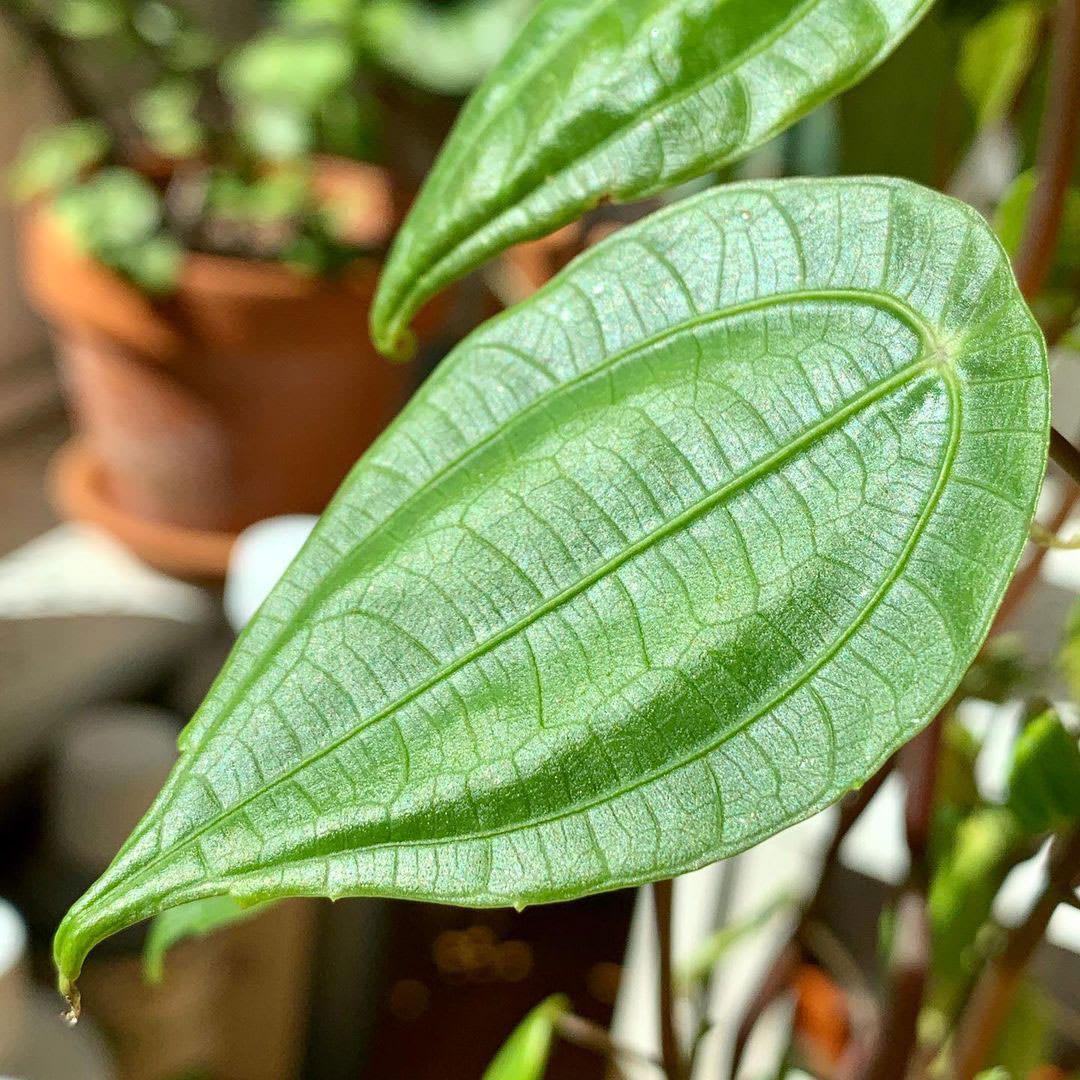 Pilea insolens