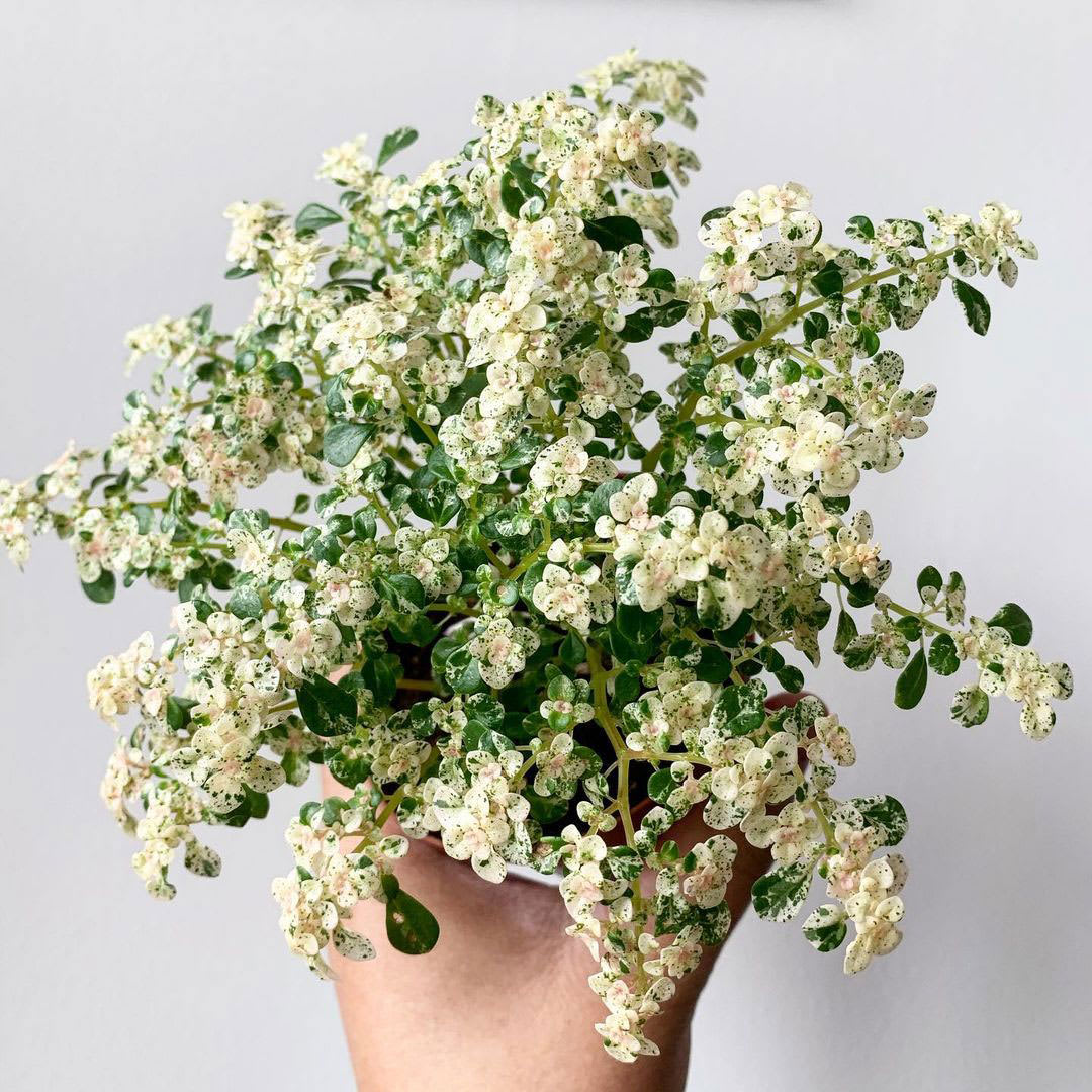 Pilea microphylla 'Variegata'