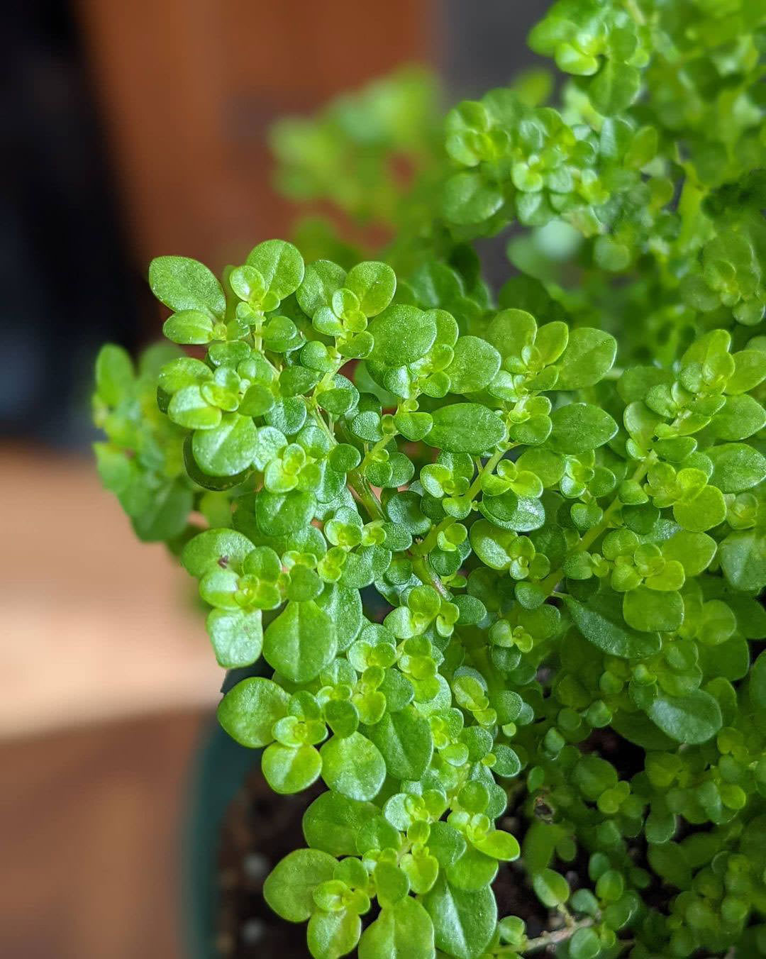 Pilea microphylla