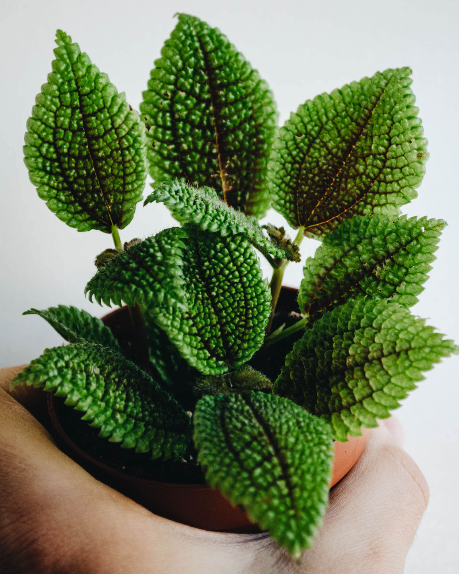 Pilea 'Moon Valley'