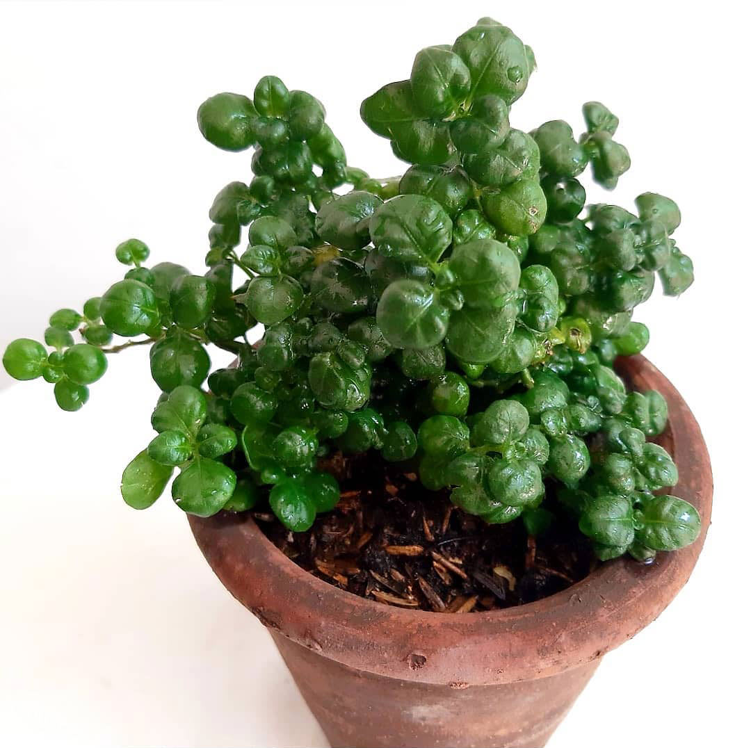 Pilea nummulariifolia 'Bathroom Bubbles'