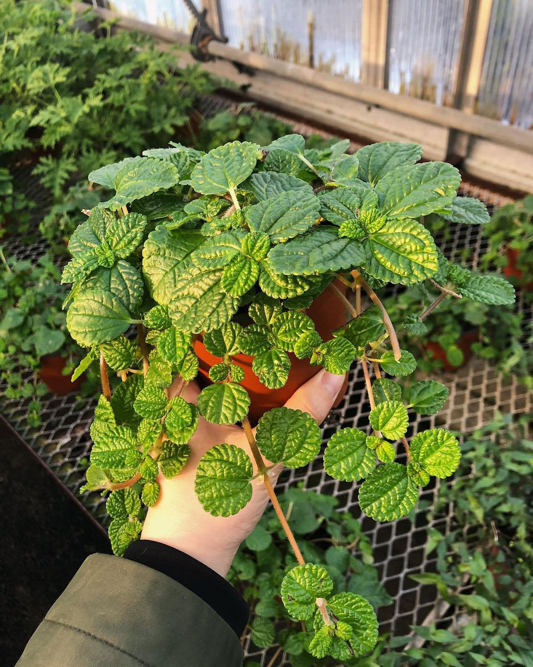 Pilea nummulariifolia